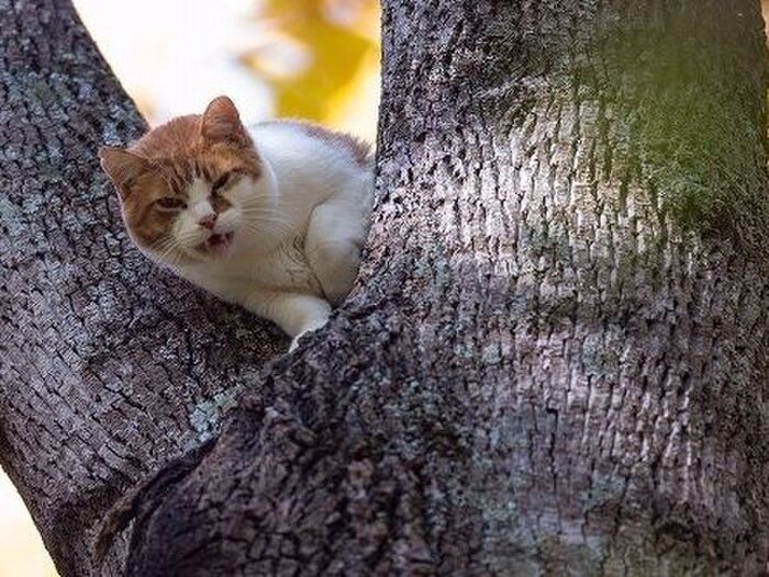 ■猫を呼ぶ時は「普通の声」で