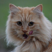 猫の柄には法則があった!一番多いのは○○柄のネコだって知ってた?
