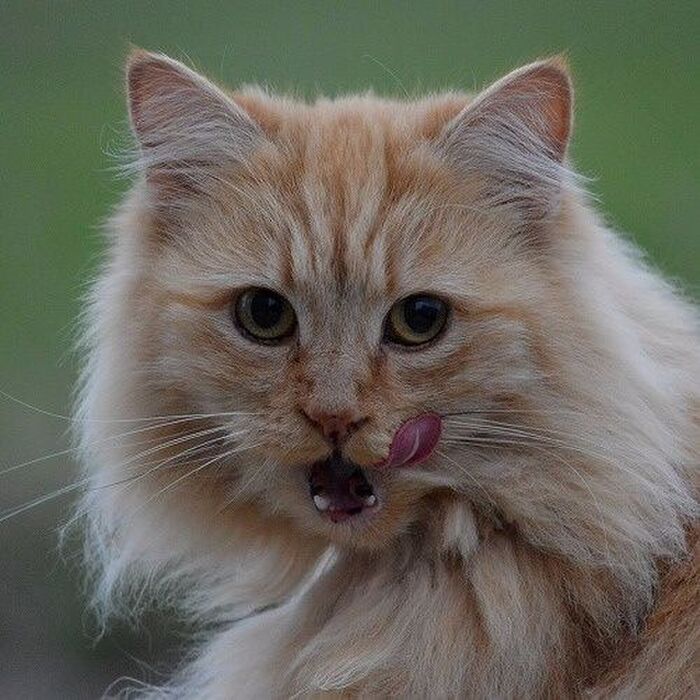 猫の柄には法則があった!一番多いのは○○柄のネコだって知ってた?
