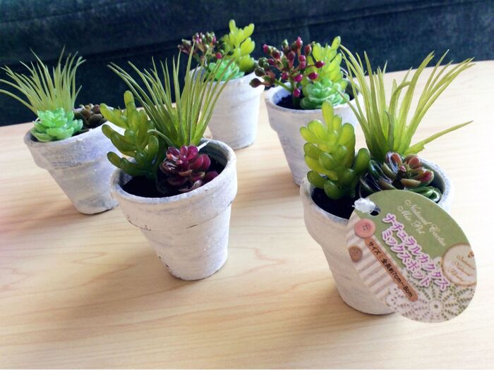 3種の多肉の寄せ植え!セリアの ナチュラルカクタス ミックスポット♪