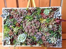 ダイソーの100均木箱で♪簡単☆多肉植物のミニ♡タペストリーガーデンを作ろう(^^♪