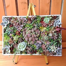 ダイソーの100均木箱で♪簡単☆多肉植物のミニ♡タペストリーガーデンを作ろう(^^♪