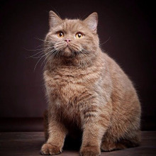 茶トラの猫は太りやすい?デブ猫になりやすい猫の特徴とは