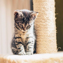 やってほしくない場所の【猫の爪とぎ】問題?私はコレで解決しました!