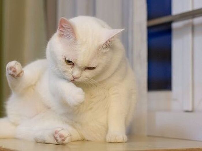 ■猫の肥満は飼い主が原因