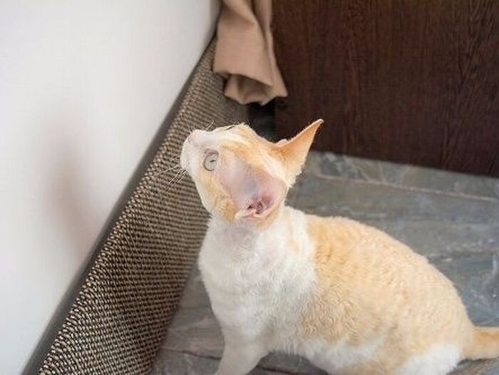 ■自宅で作れる「猫の爪とぎ防止スプレー」とは