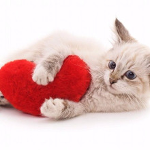 猫好きは気をつけて!これは引くわ…。と思われる猫好きにありがちな行動3選