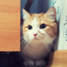 あなたはどこまで答えられる?猫好きなら知りたい猫知識【映画編】