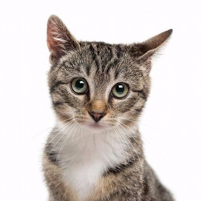 ■猫好きさんなら知っておきたい!映画にまつわる猫雑学