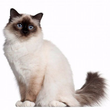 鼻にホクロがある猫は強運(=^・ω・^=)? 猫の「目」と「鼻」でわかる!猫の性格占い