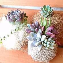麻布ボール&ヤシ玉に多肉植物を植えよう(^^♪