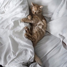 自立した大人猫?甘えた子猫さん?猫の寝る場所からわかる猫の精神年齢