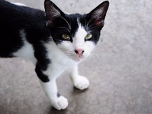 家庭内ストーカー・猫。猫が飼い主さんを後追いする4つの理由