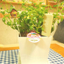 セリア新商品★グリーンもオシャレに栄養補給