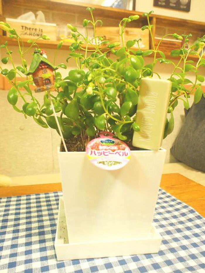 セリア新商品★グリーンもオシャレに栄養補給