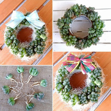 意外にもリーズナブル♪多肉植物♡ハオルチアのミニリース(*^^)v