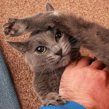 私は猫に嫌われている(泣)いえ、それは猫は人を〇〇しているだけかも