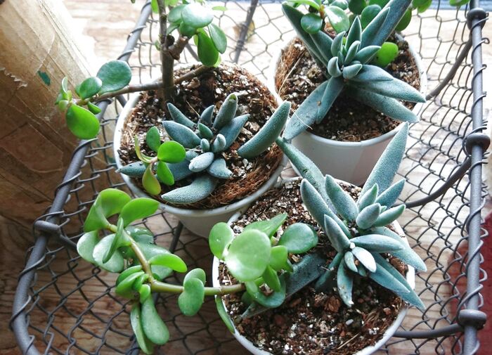 多肉植物で寄せ植え