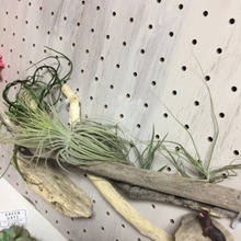 有孔ボードディスプレイ!流木&エアプランツ