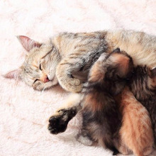 猫の愛情はこんなに深い!母猫が子猫を愛する奇跡のエピソード