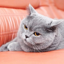 猫が不機嫌・元気がない?もしかして人には見えない〇〇のせいかも?