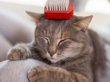 うちの子はどのタイプ?猫の毛質診断・毛質別のブラッシング方法