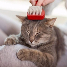 うちの子はどのタイプ?猫の毛質診断・毛質別のブラッシング方法