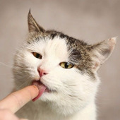 猫はなぜ舐めるの?実は飼い主には教えたくない!猫のホントの気持ち