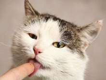 猫はなぜ舐めるの?実は飼い主には教えたくない!猫のホントの気持ち