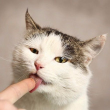 猫はなぜ舐めるの?実は飼い主には教えたくない!猫のホントの気持ち