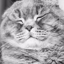 猫のオシッコはなぜ臭い?もしかしてそれは猫の性格によって違うかも