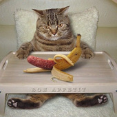 あなたのコレが猫をダメにしてるかも?猫の飼い主がやりがちなNG行為