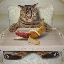 あなたのコレが猫をダメにしてるかも?猫の飼い主がやりがちなNG行為