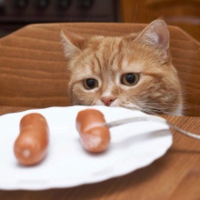 【猫あるある】これはもう古いかも?よく言われている猫の常識・非常識