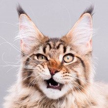 緊急事態!痙攣や出血など猫の様子がおかしいときにするべき対応