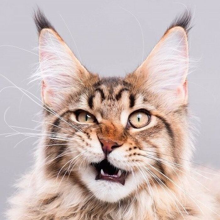 緊急事態!痙攣や出血など猫の様子がおかしいときにするべき対応
