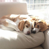 洗濯したのに取れない・・・ペットの毛が洗濯物につかない方法って?