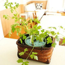 キッチンでも育つ★食べるハーブ・種から育てるイタリアンパセリ