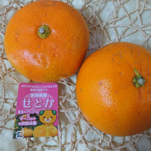 みかんの大トロ 幻の柑橘