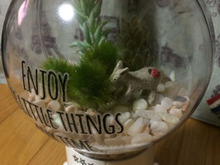 €ガチャガチャガムマシーンをテラリウムに€