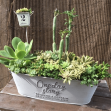 プチプラアイテムを駆使!多肉鉢のアレンジ例☆