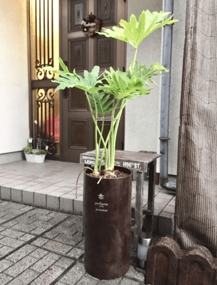 廃材リメイク♪古い傘立てをオシャレな植木鉢に☆