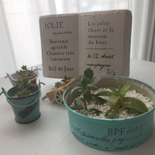 可愛い器で多肉植物を素敵なインテリアに