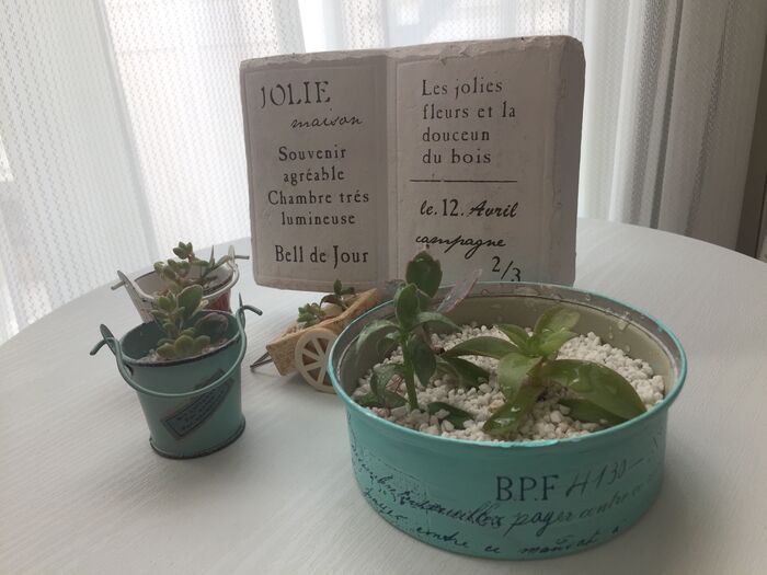 可愛い器で多肉植物を素敵なインテリアに