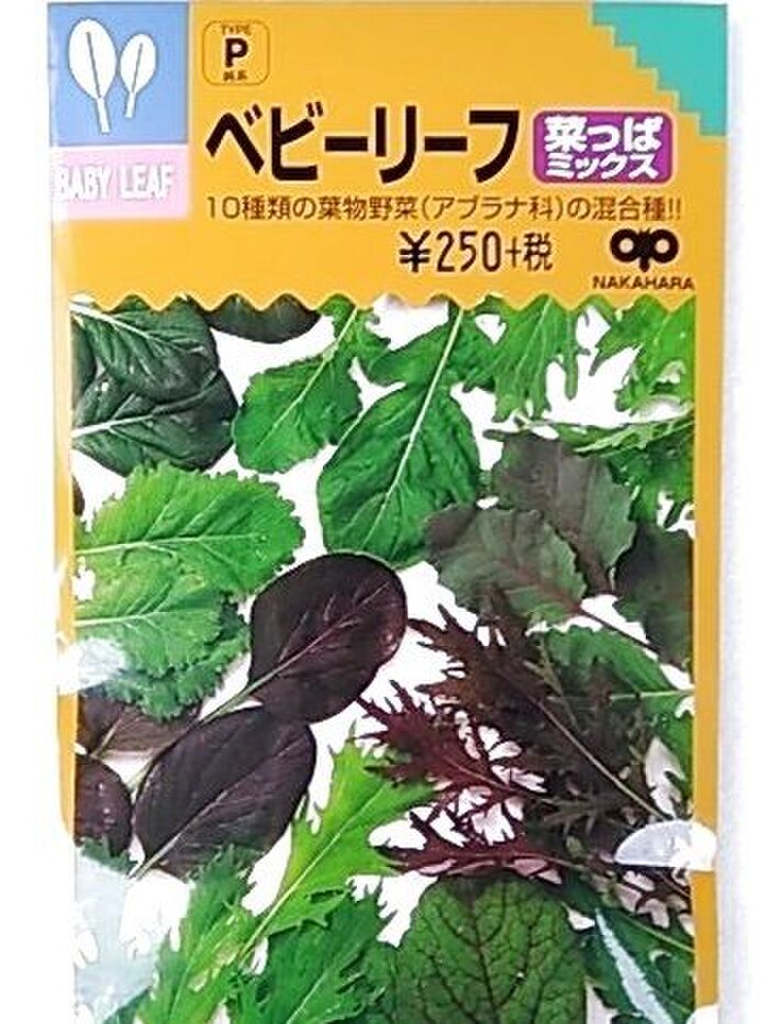 10種類のアブラナ科の葉物野菜のミックスです☆