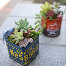 セリアのブリキ+多肉でオシャレ雑貨