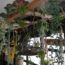 【簡単木工DIY】気分はショップ風♪ラダーで実現!リビングにボタニカル空間DIY☆