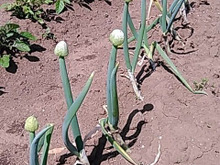 その3:ネギのネギ坊主♪捨てずに食べられる♡採り遅れのトウ立ち野菜(^^♪