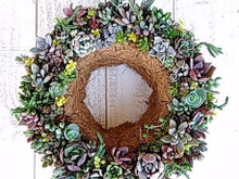 多肉植物のリース作り♪セリアの100均の水切りORお持ちのリースベースで作りましょう(*^_^*)