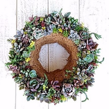 多肉植物のリース作り♪セリアの100均の水切りORお持ちのリースベースで作りましょう(*^_^*)